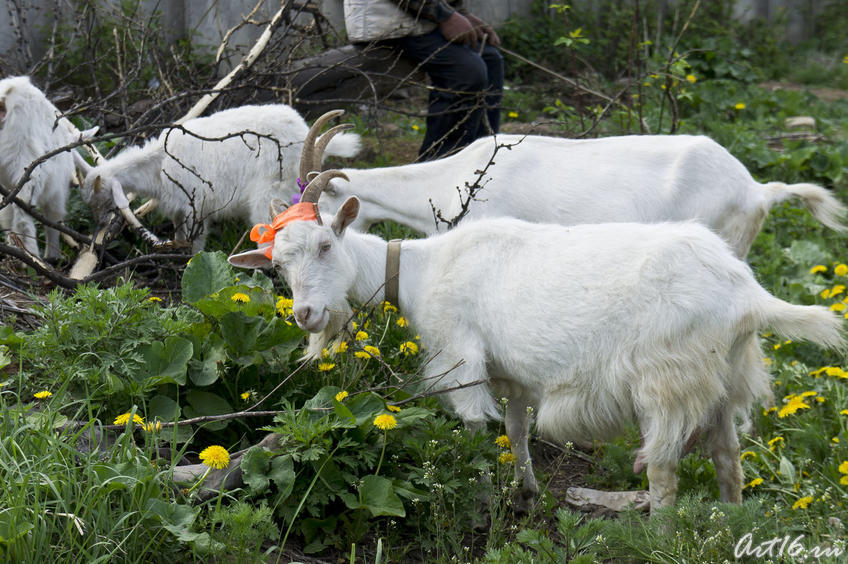 &laquo;Миша&raquo;