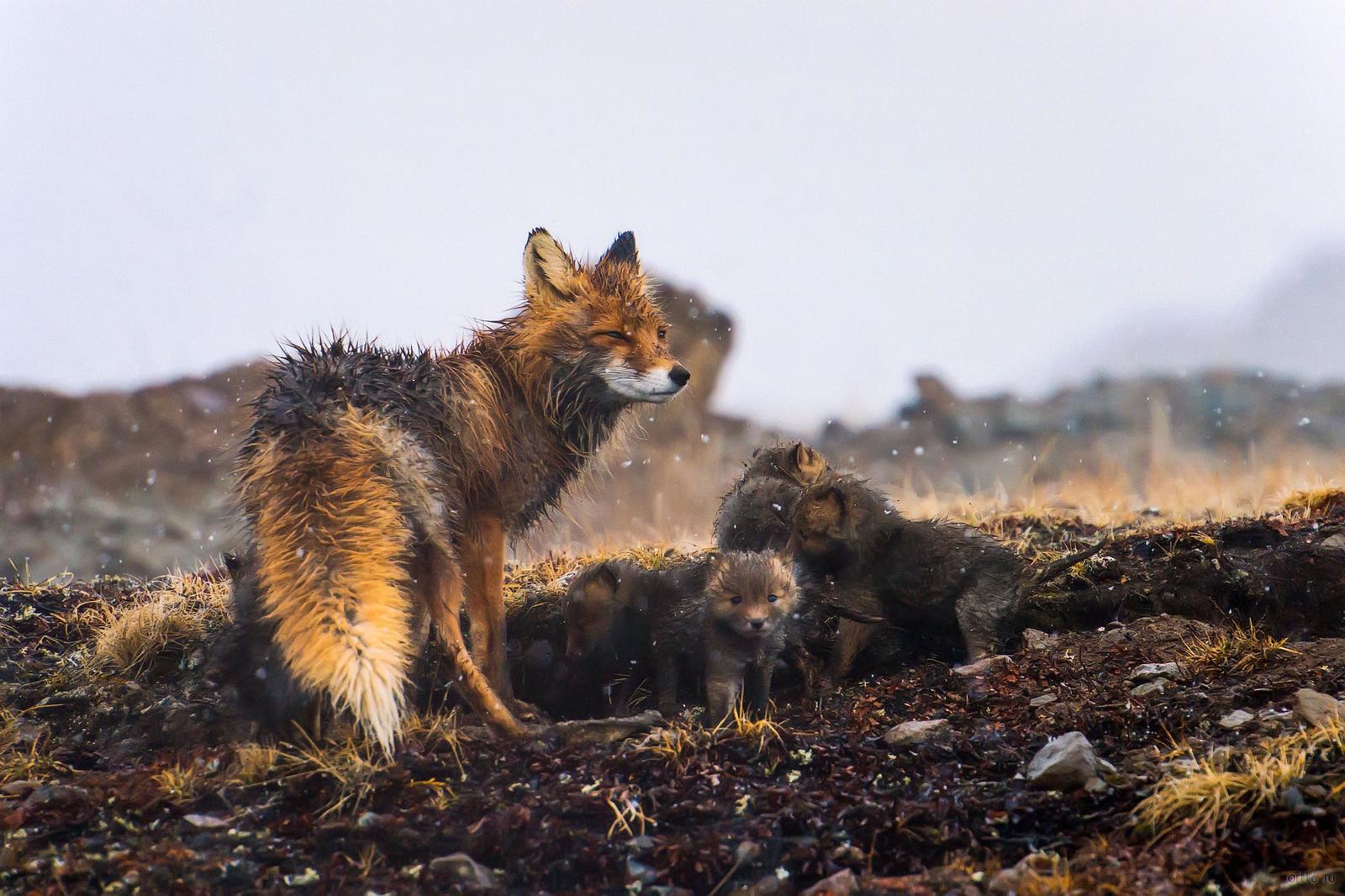 Потом животные. Дикая природа России National Geographic. Дикая природа России фотоконкурс. Грязная лиса.