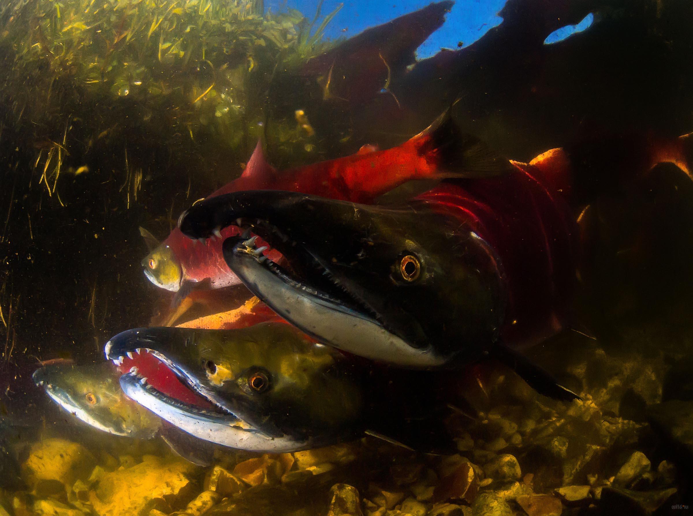 Нерест красной рыбы. Сергей Шанин (Москва), 3-е место в номинации «Подводная съемка»::Фотовыставка «Дикая природа России»