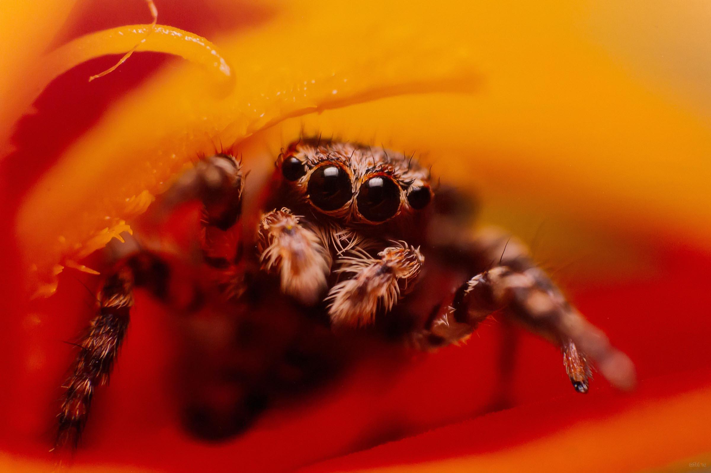 Вы ко мне? Рустам Афлятунов (Бугульма), победитель в ном. «Юные таланты»::Фотовыставка «Дикая природа России»