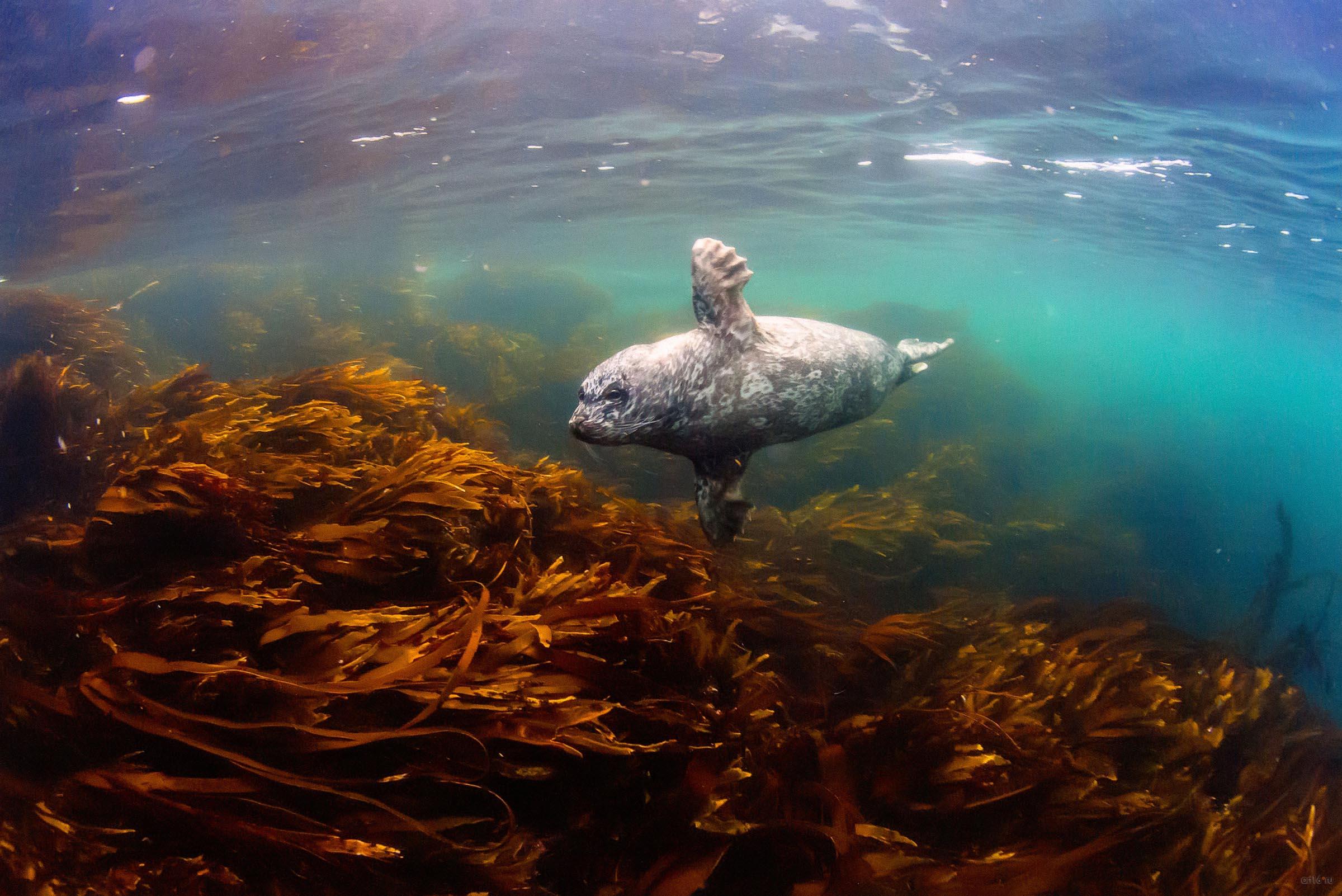 Маленькое привидение. Андрей нарчук (Москва), 3-е место в ном. «Заповедная Россия»::Фотовыставка «Дикая природа России»