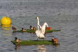 Лебеди на озере Кабан. Казань 2015