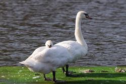 Лебеди на озере Кабан. Казань 2015