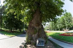 То́поль на пло́щади Па́вших Борцо́в — исторический и природный памятник Волгограда