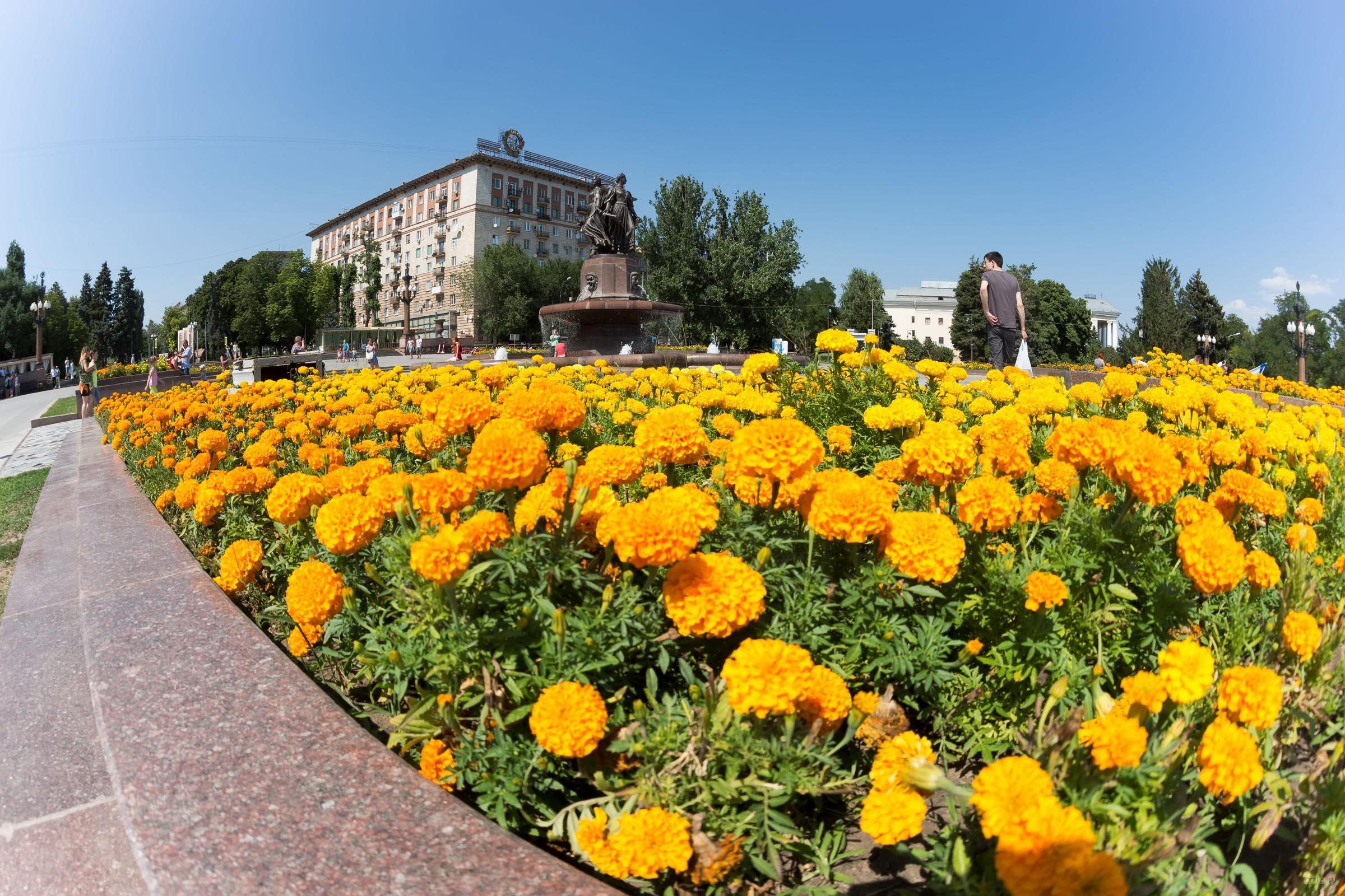 Цветник перед фонтаном ʺИскусствʺ, Волгоград::Волгогорад. 2015