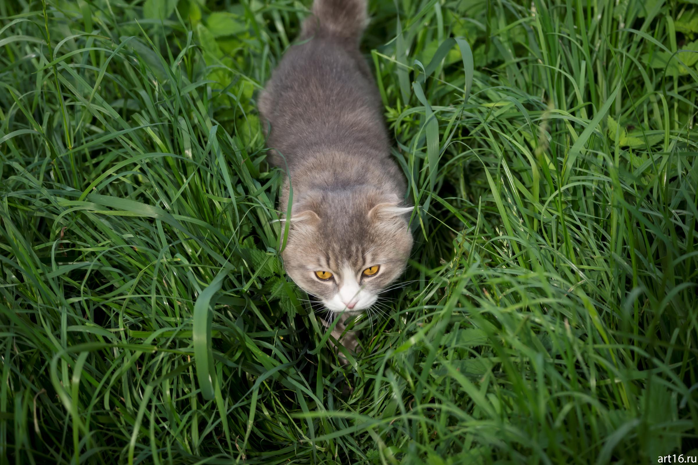 Кот в траве::Зарисовки. Природа
