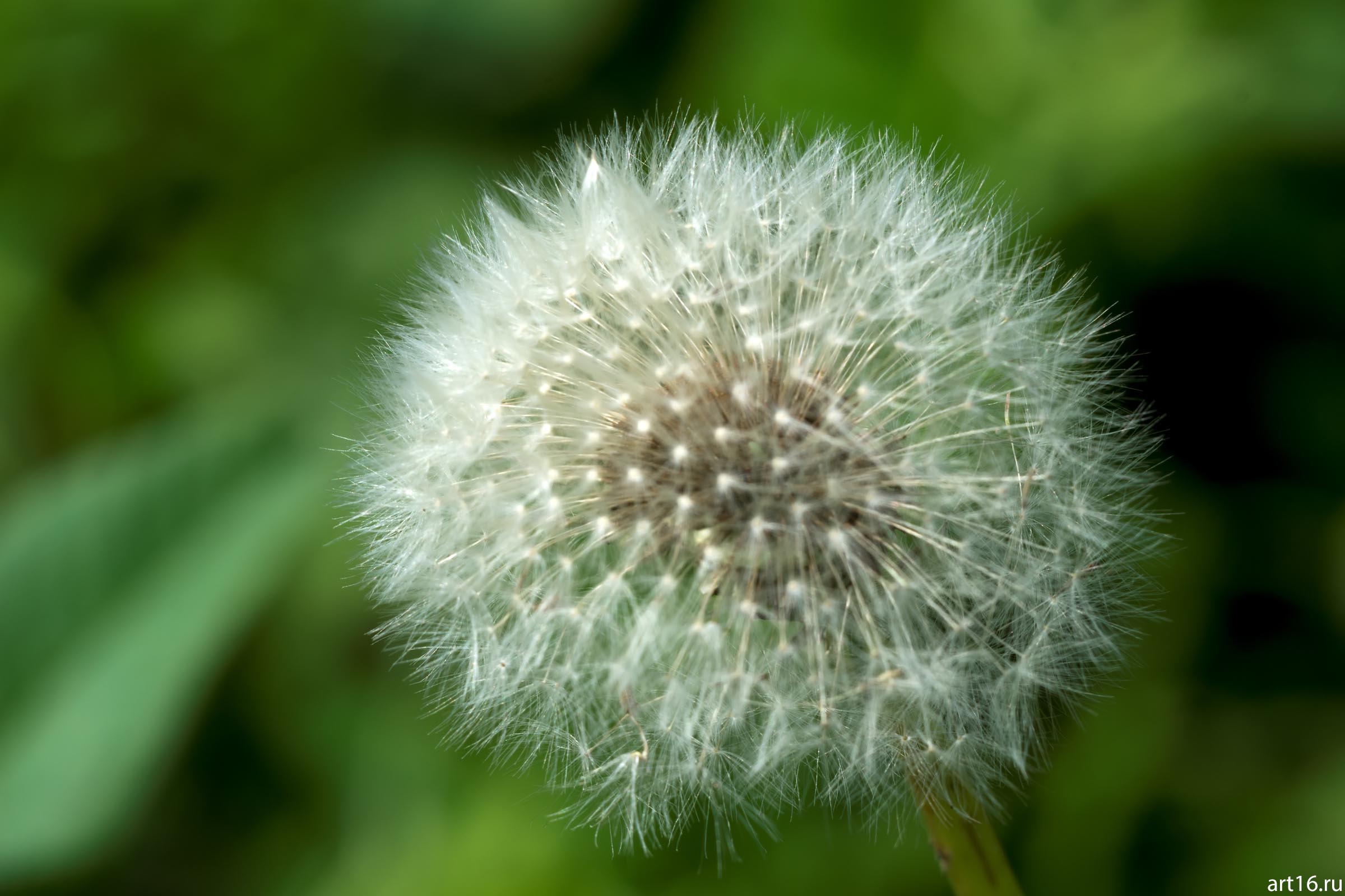 Одуванчик::Зарисовки. Природа