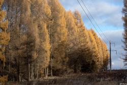 Лиственичный лес. Осень