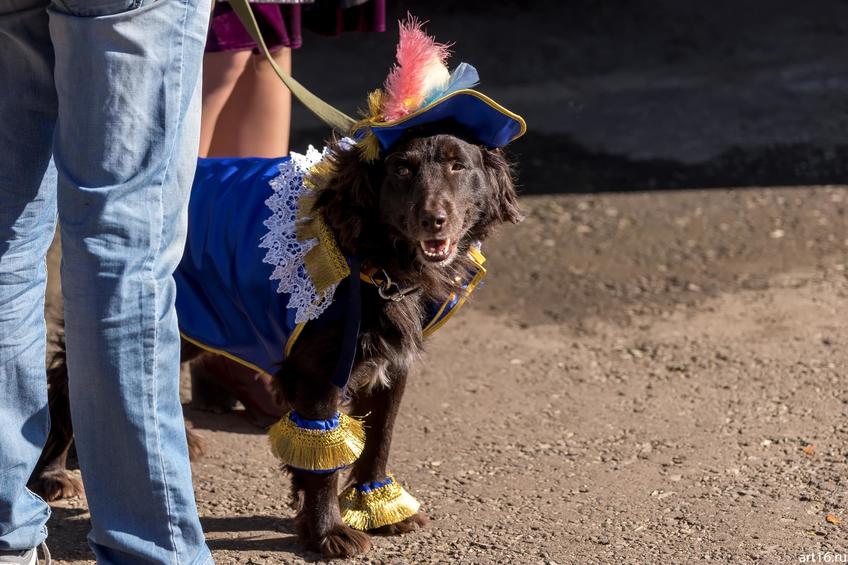 ::«Собачий бал» спортивно-развлекательное мероприятие для собак и человеков