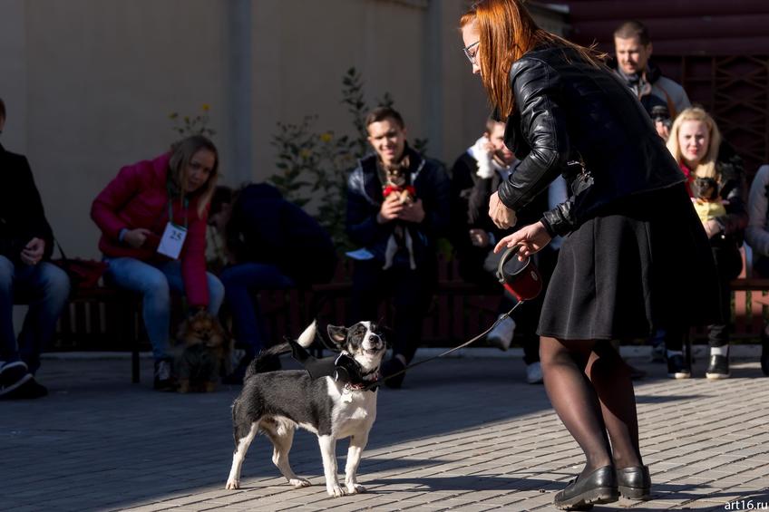 ::«Собачий бал» спортивно-развлекательное мероприятие для собак и человеков