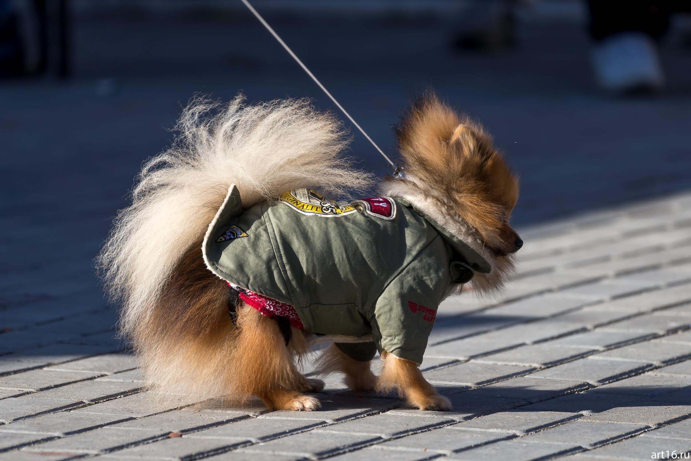 ::«Собачий бал» спортивно-развлекательное мероприятие для собак и человеков