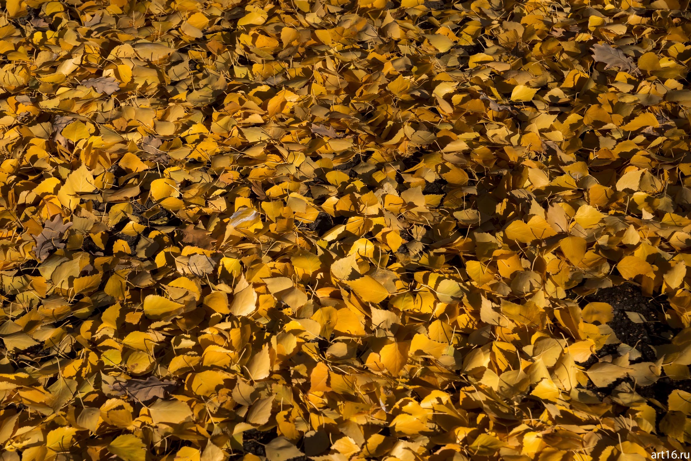 Березовый листопад::Казань, осень, прогулка