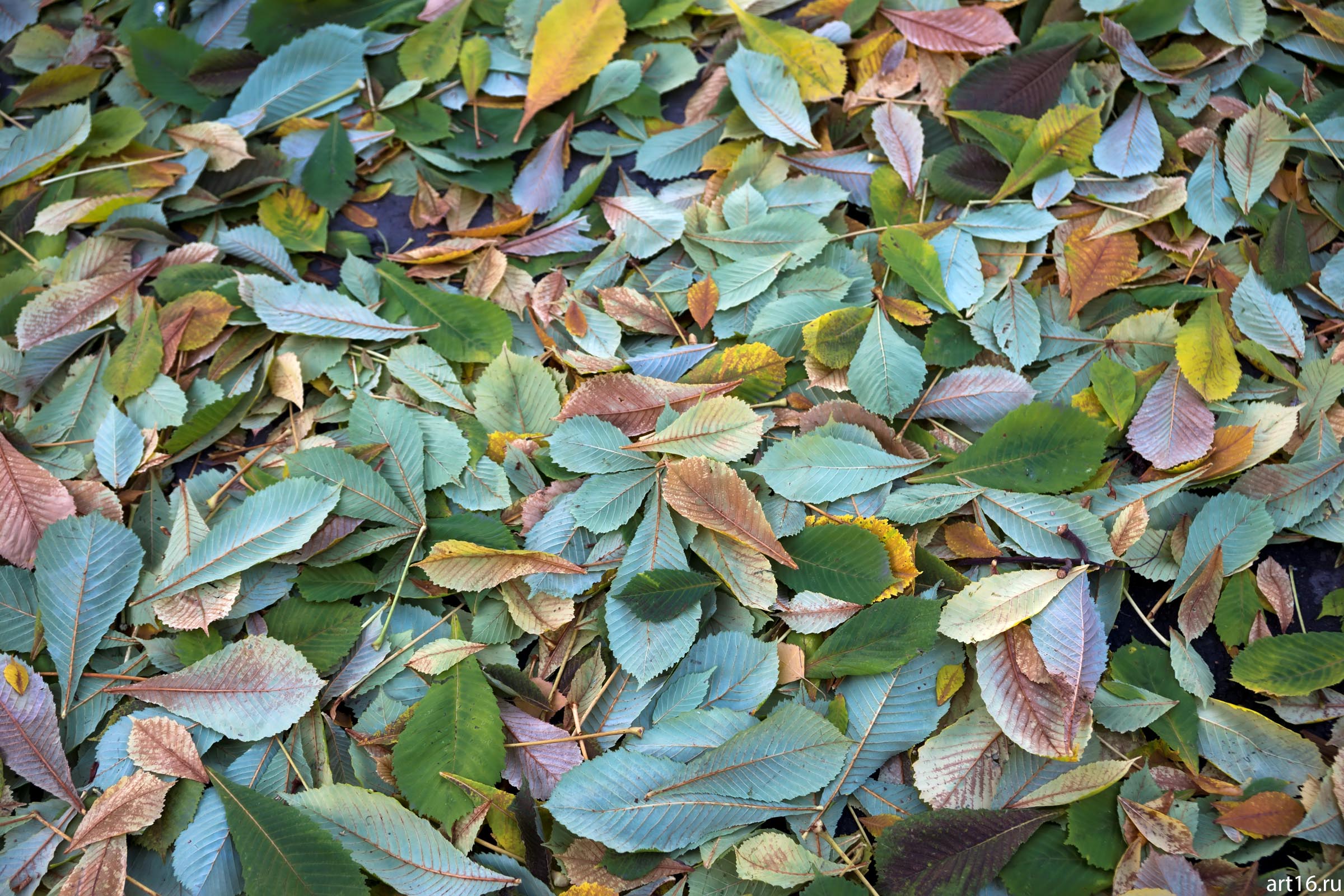  Листопад каштана. Октябрь 2016::Казань, осень, прогулка