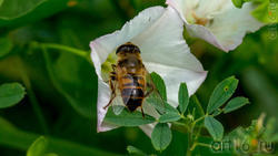 Вьюнок полевой опыляет Ильница цепкая (лат. Eristalis tenax) — вид мух-журчалок