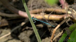 Стрекоза стрелка (лат. Coenagrionidae)