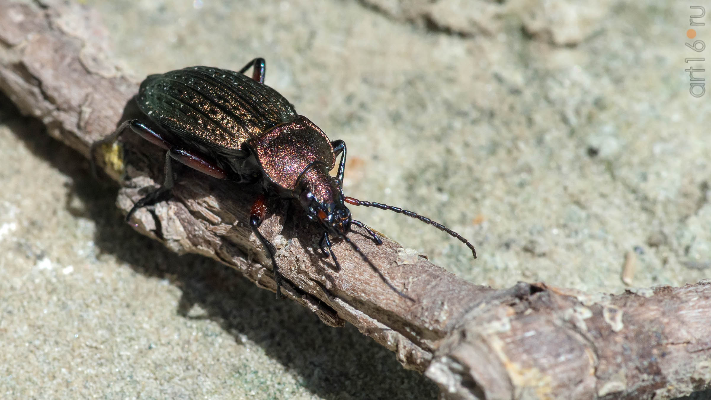 Жужелица (Carabidae)::2018