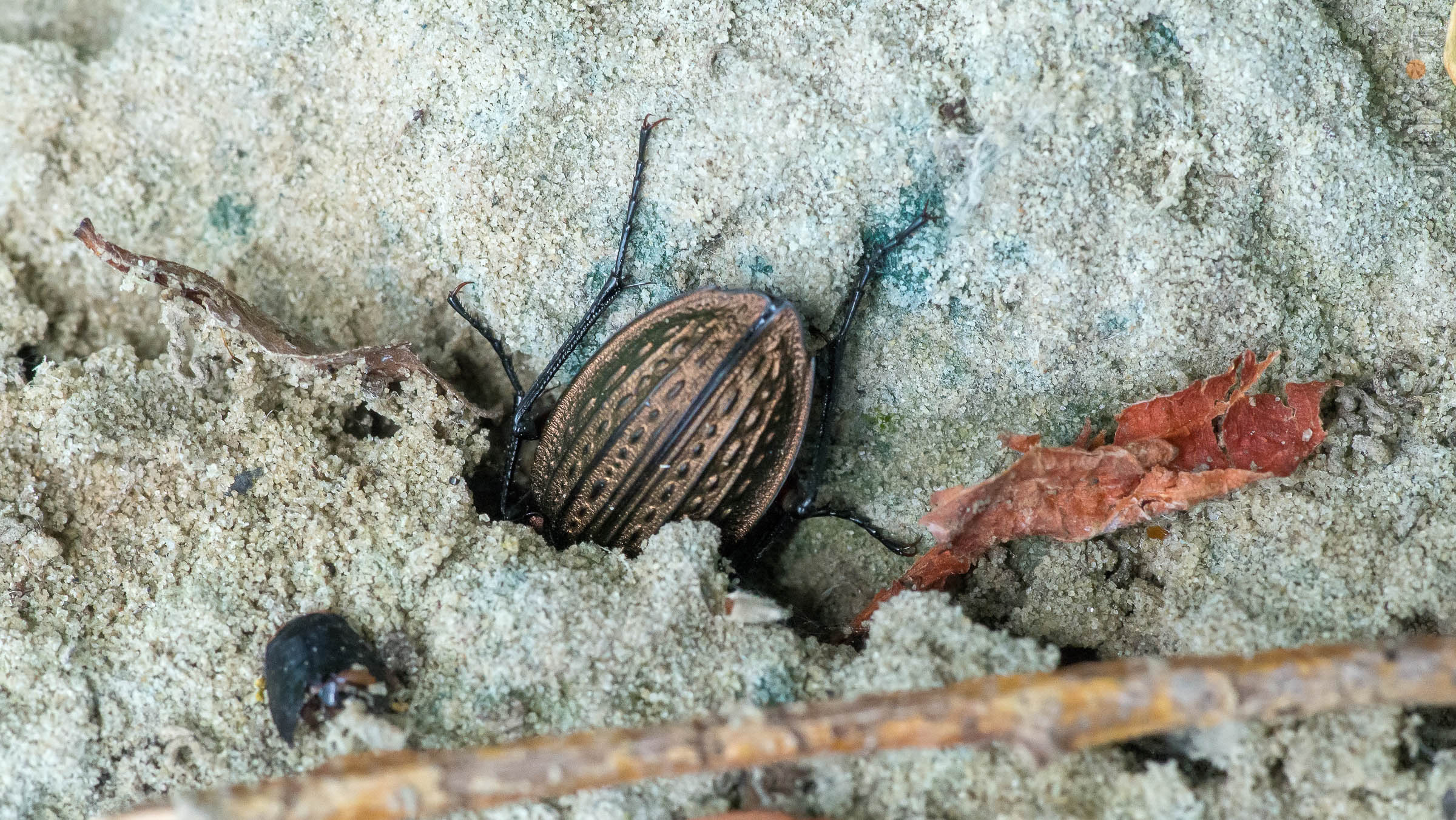 Жужелица (Carabidae)::2018