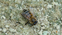 Пчела (лат. Anthophila)