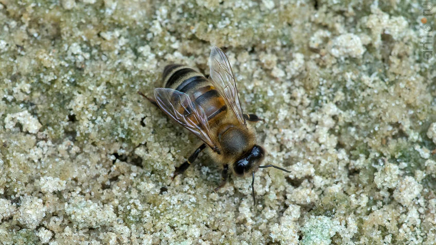 Фото №945248. Пчела (лат. Anthophila)