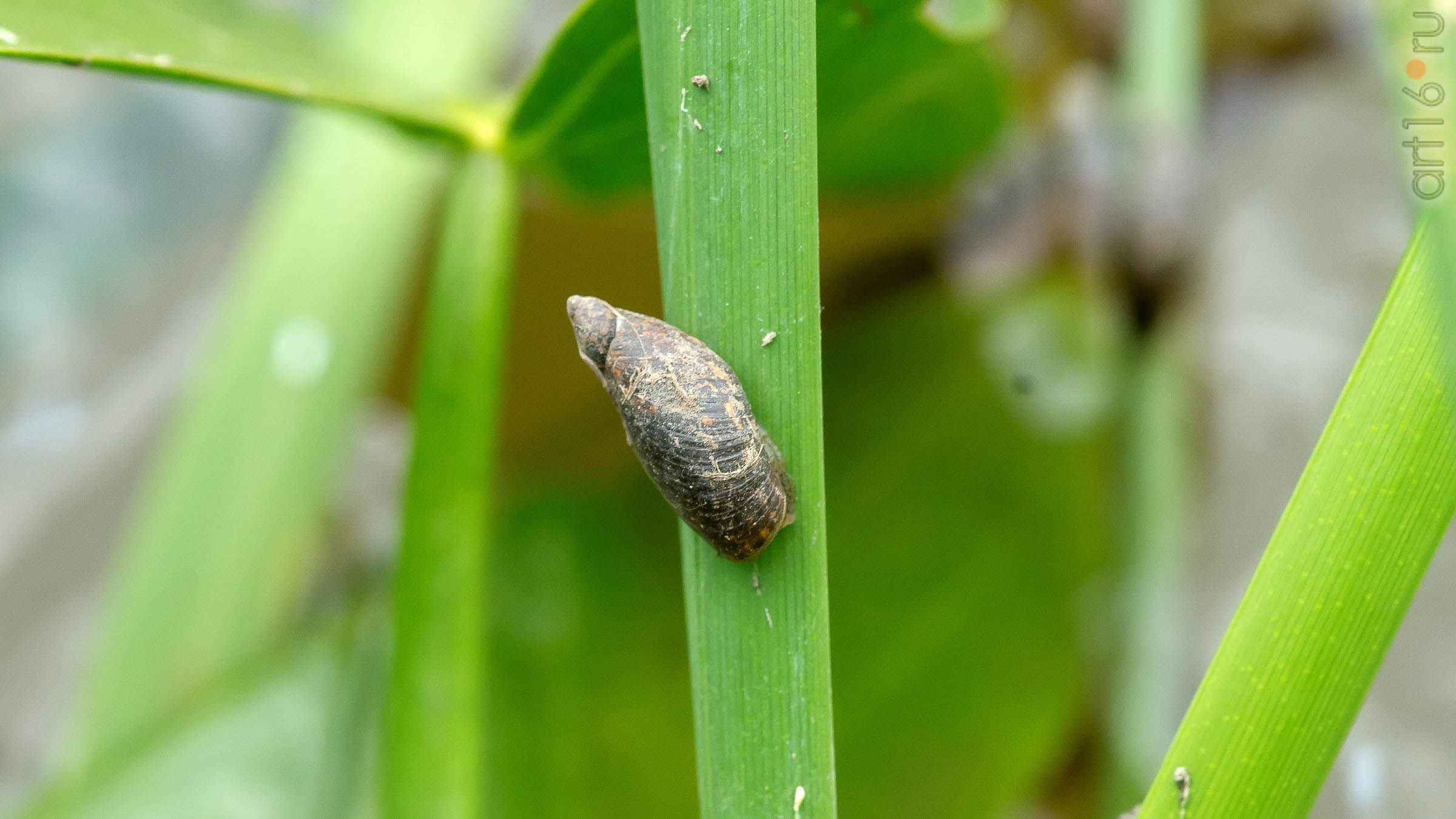 Малая улитка прудовик::2018