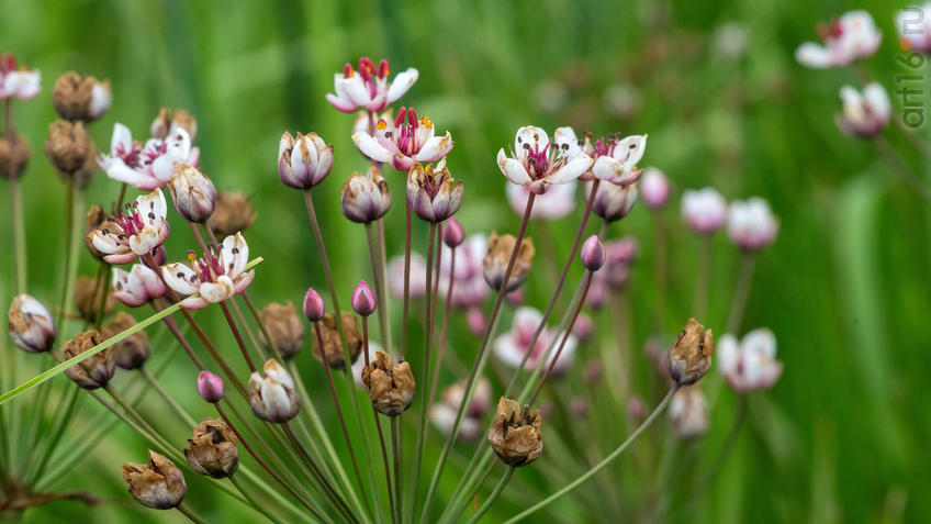 Сусак зонтичный (B. umbellatus)::2018