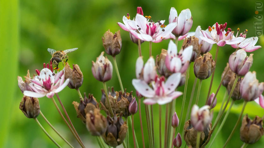 Фото №945283. Сусак зонтичный (B. umbellatus)