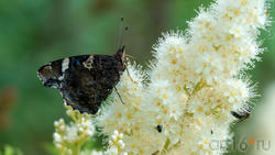 Адмирал (лат. Vanessa atalanta) — дневная бабочка из семейства нимфалид (Nymphalidae)