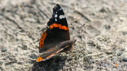 Адмирал (лат. Vanessa atalanta) — дневная бабочка из семейства нимфалид (Nymphalidae).