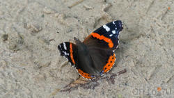 Адмирал (лат. Vanessa atalanta) — дневная бабочка из семейства нимфалид (Nymphalidae)