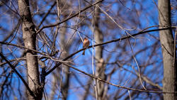 20190424 - весна природа лес птицы