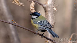 Большая синица (Parus major) - хищник