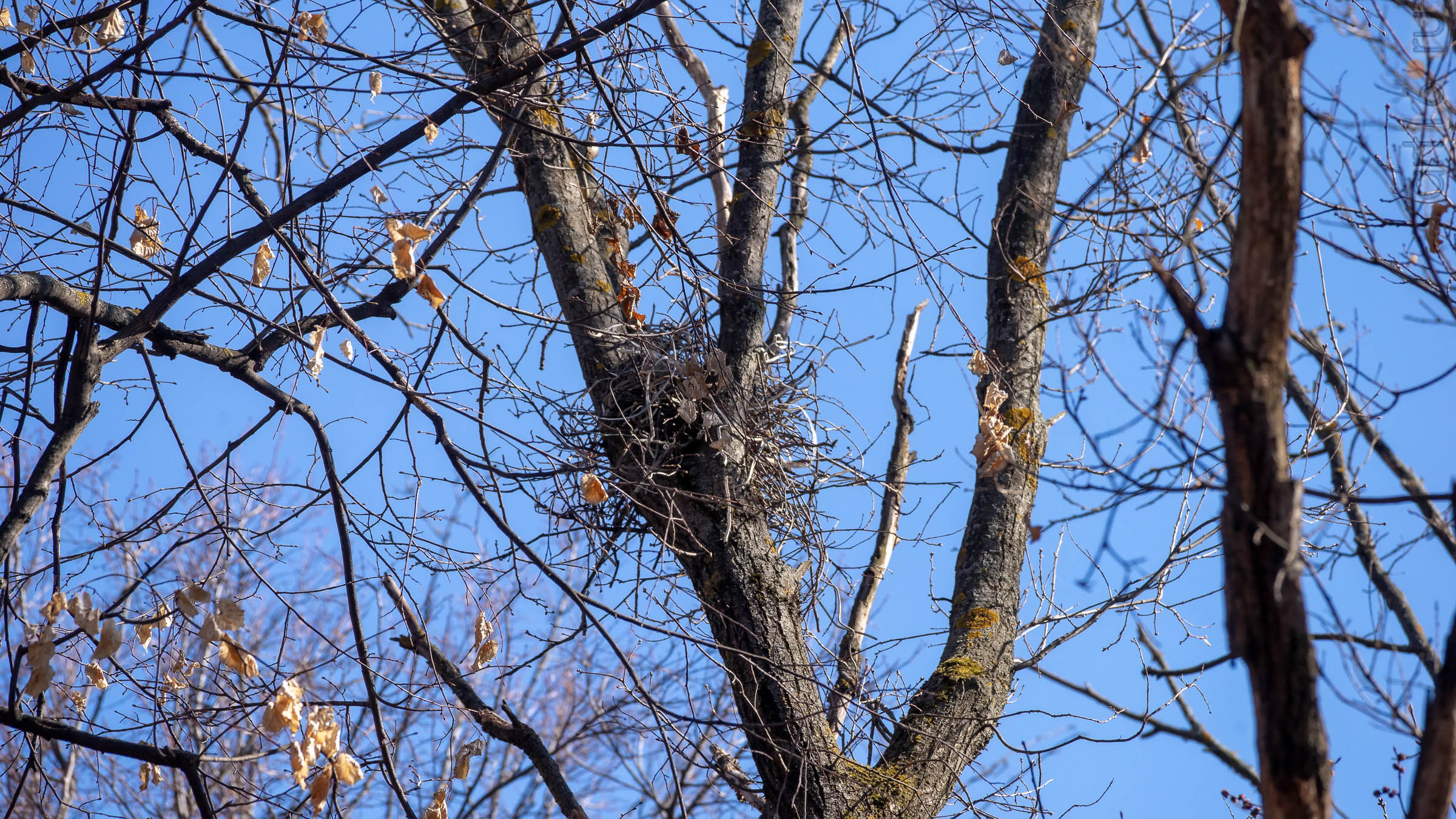 Гнездо::20190424 - весна природа лес птицы