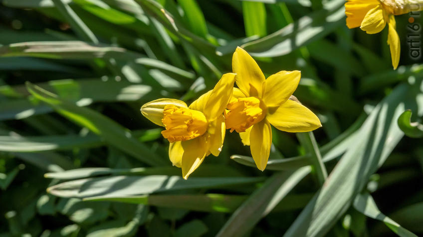 Нарцис (Narcissus pseudonarcissus)::20190424 - весна природа лес птицы