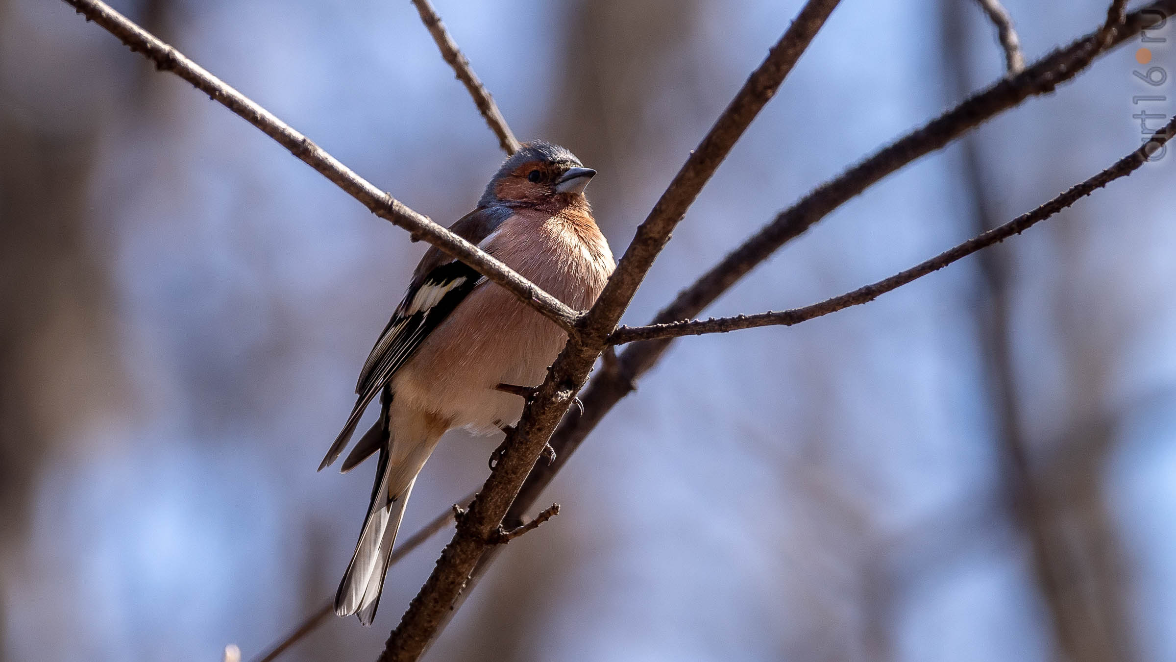 Зяблик (Fringílla coélebs)::20190424 - весна природа лес птицы