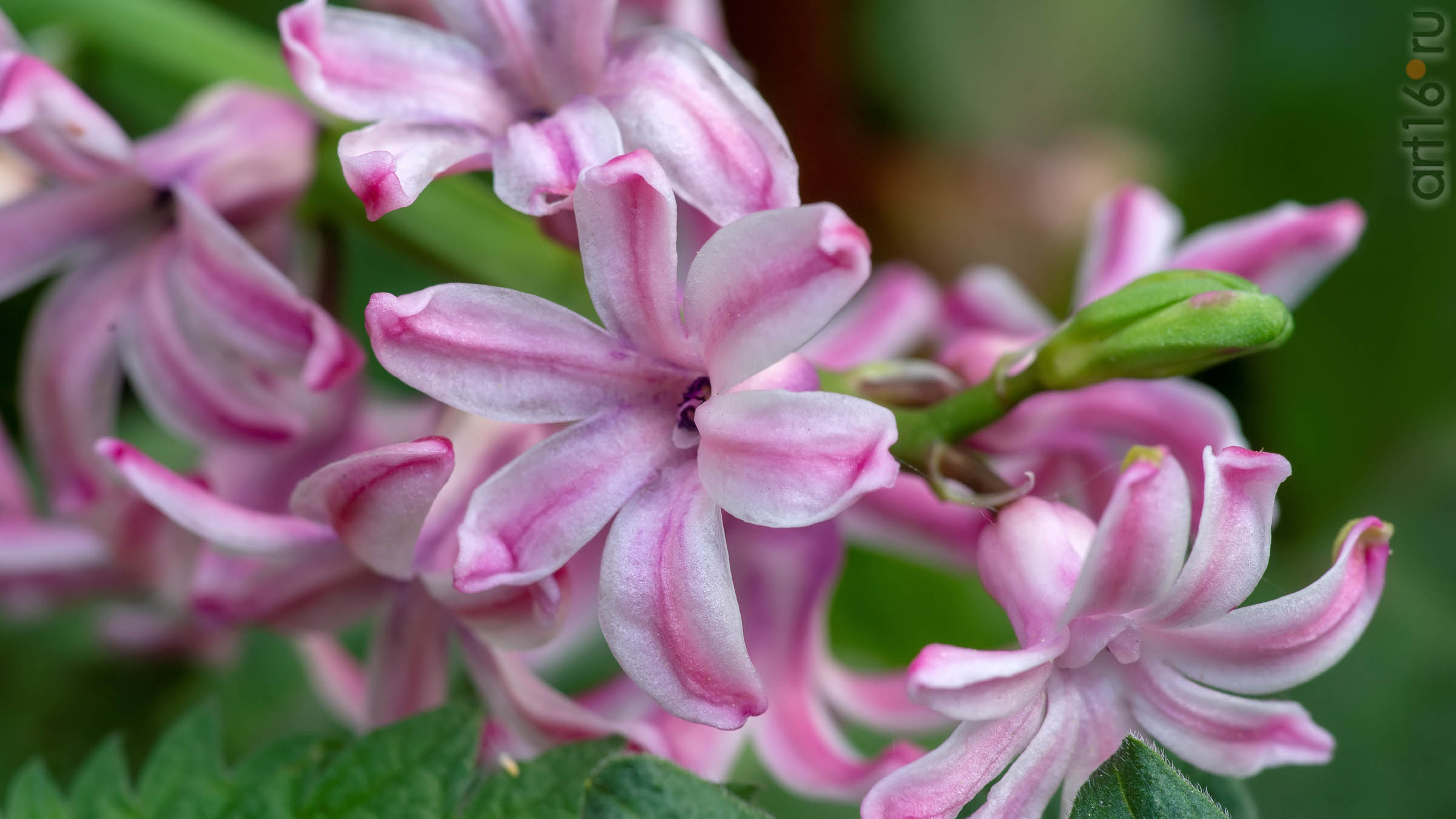 ::2019 весна, цветы