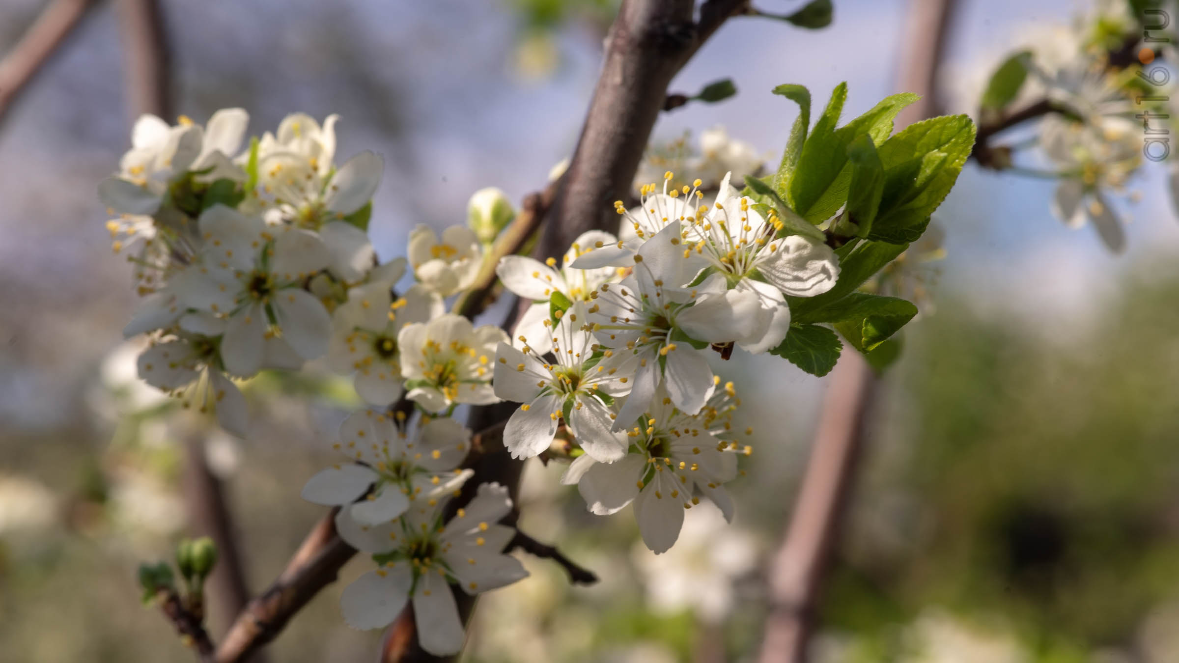 ::2019 весна, цветы