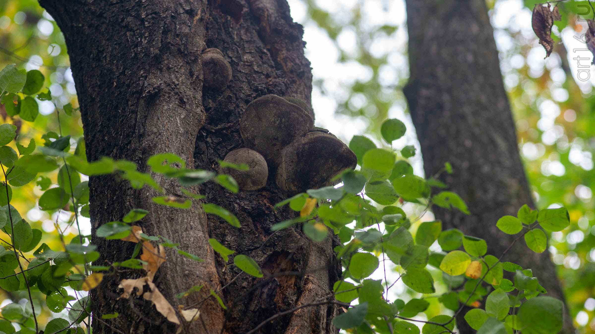 ::20190917. Природа