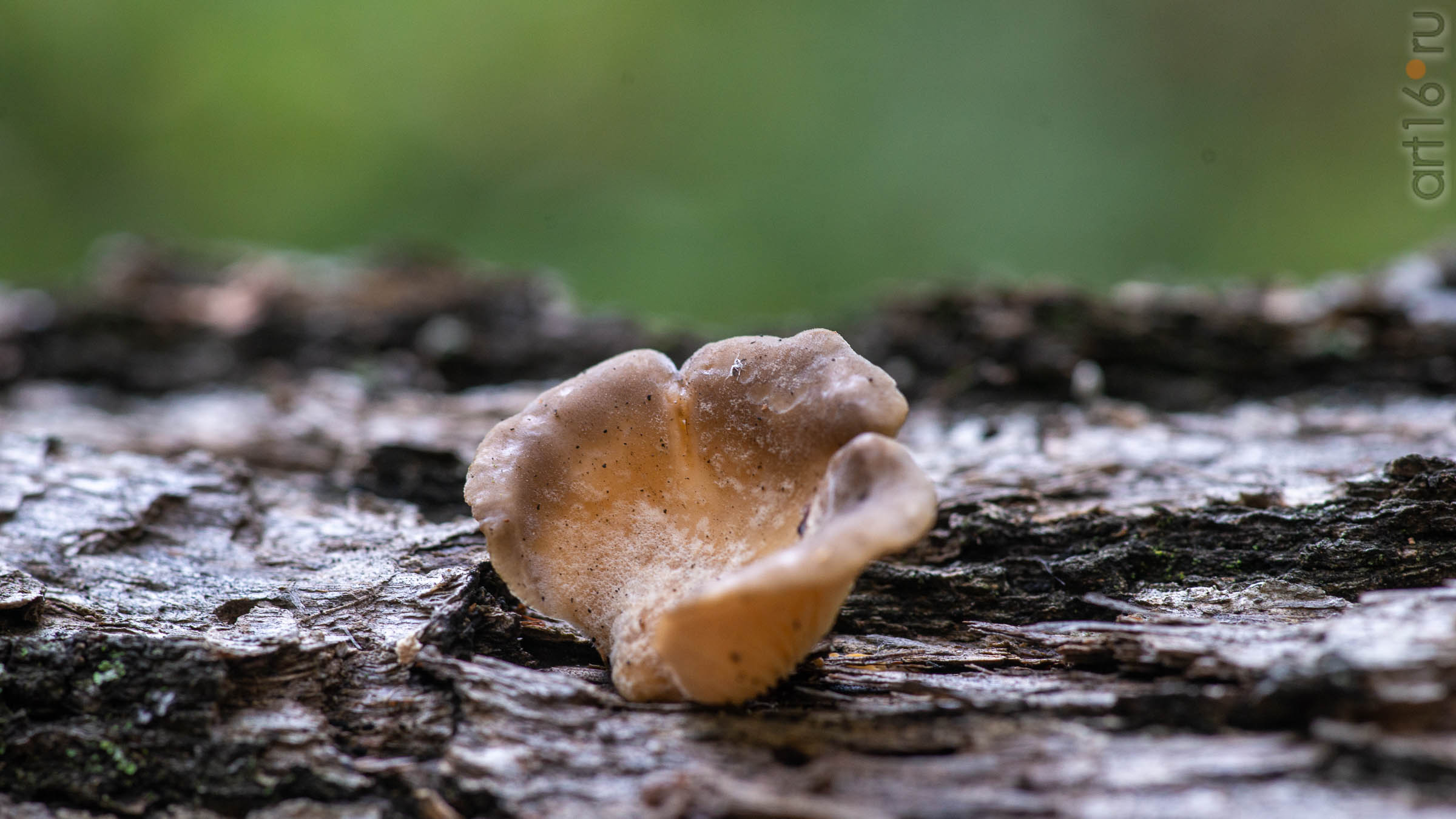 ::20190917. Природа