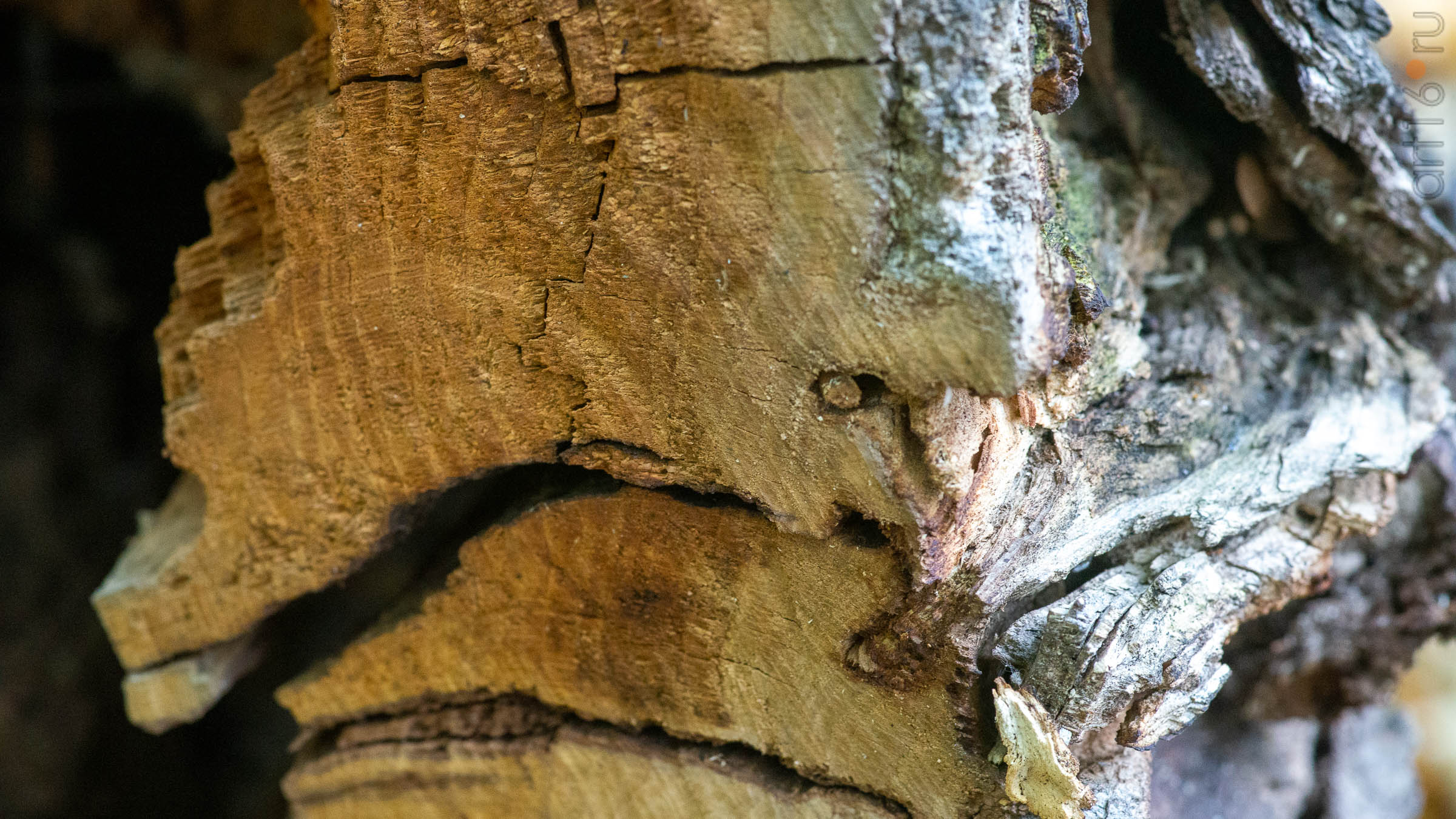 ::20190917. Природа