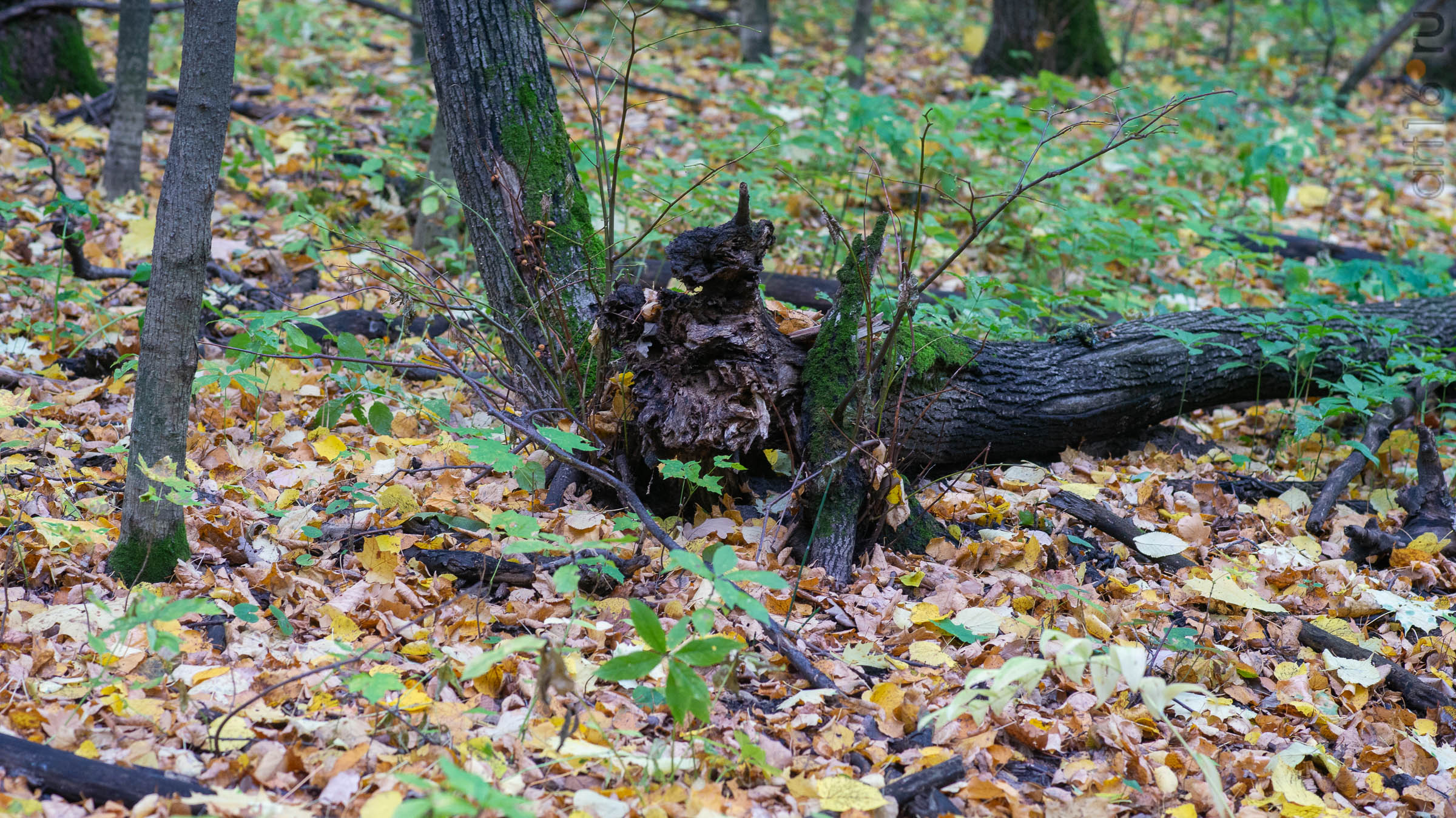 ::20190917. Природа