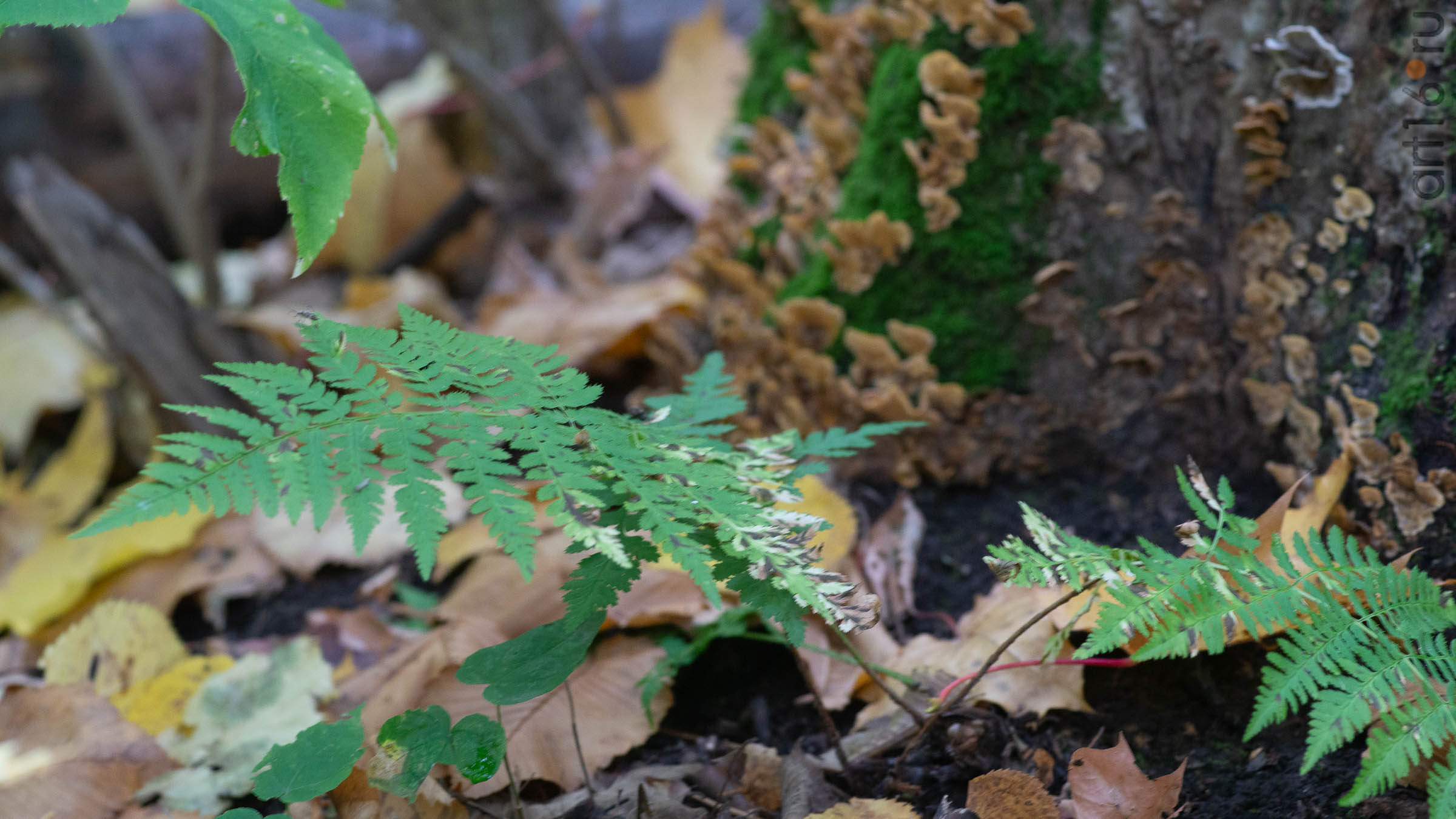 ::20190917. Природа