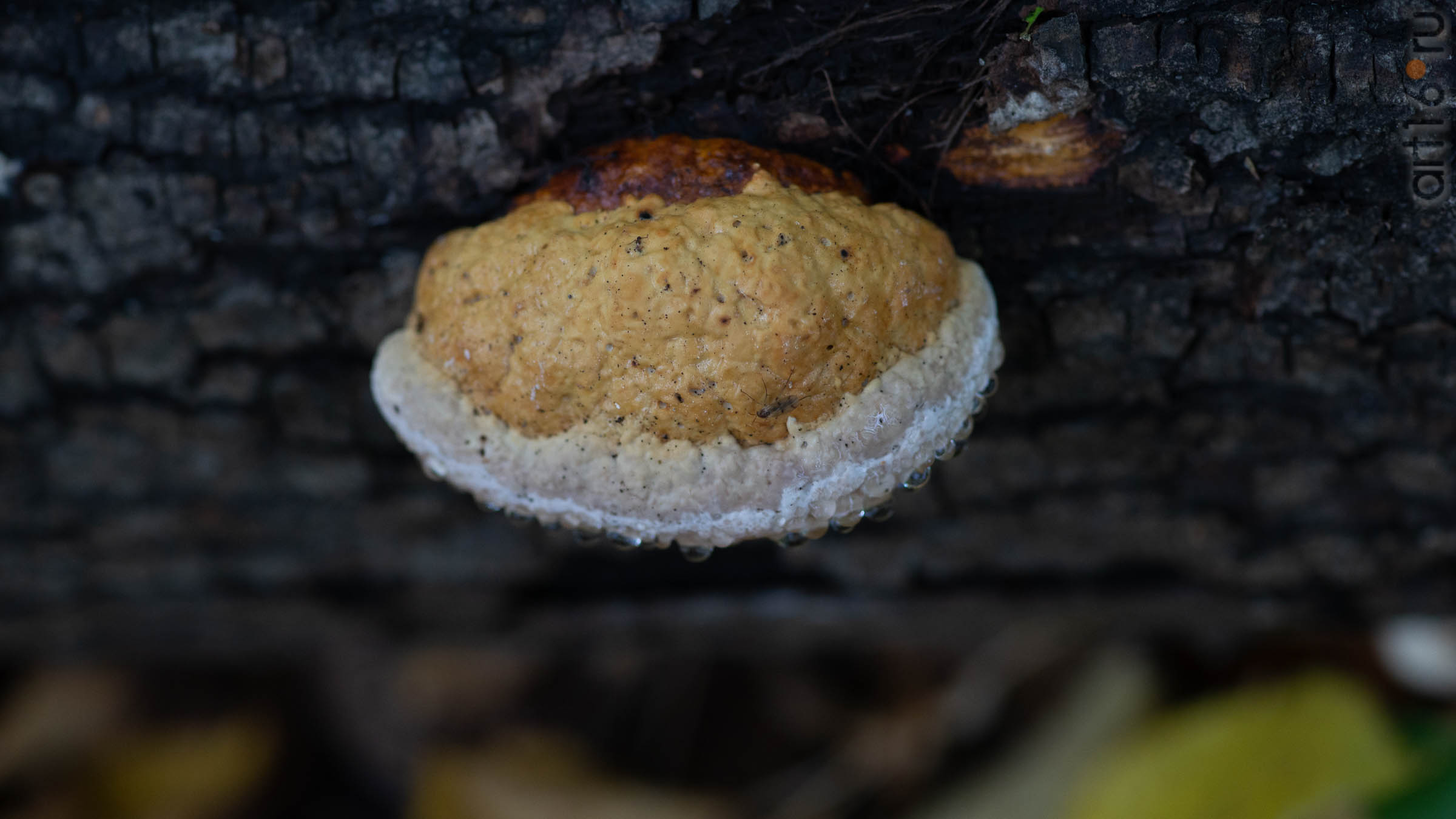 ::20190917. Природа