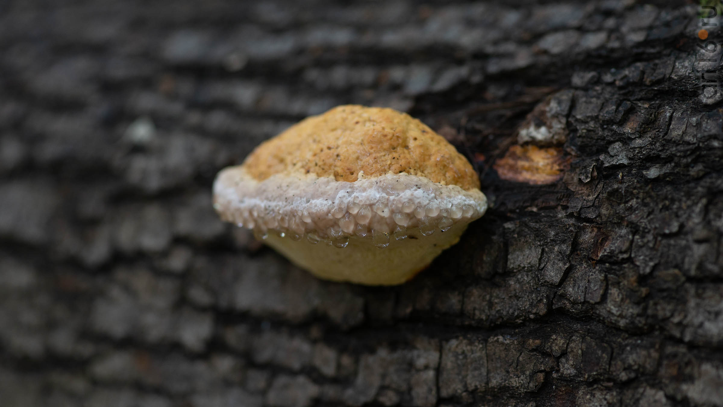 ::20190917. Природа