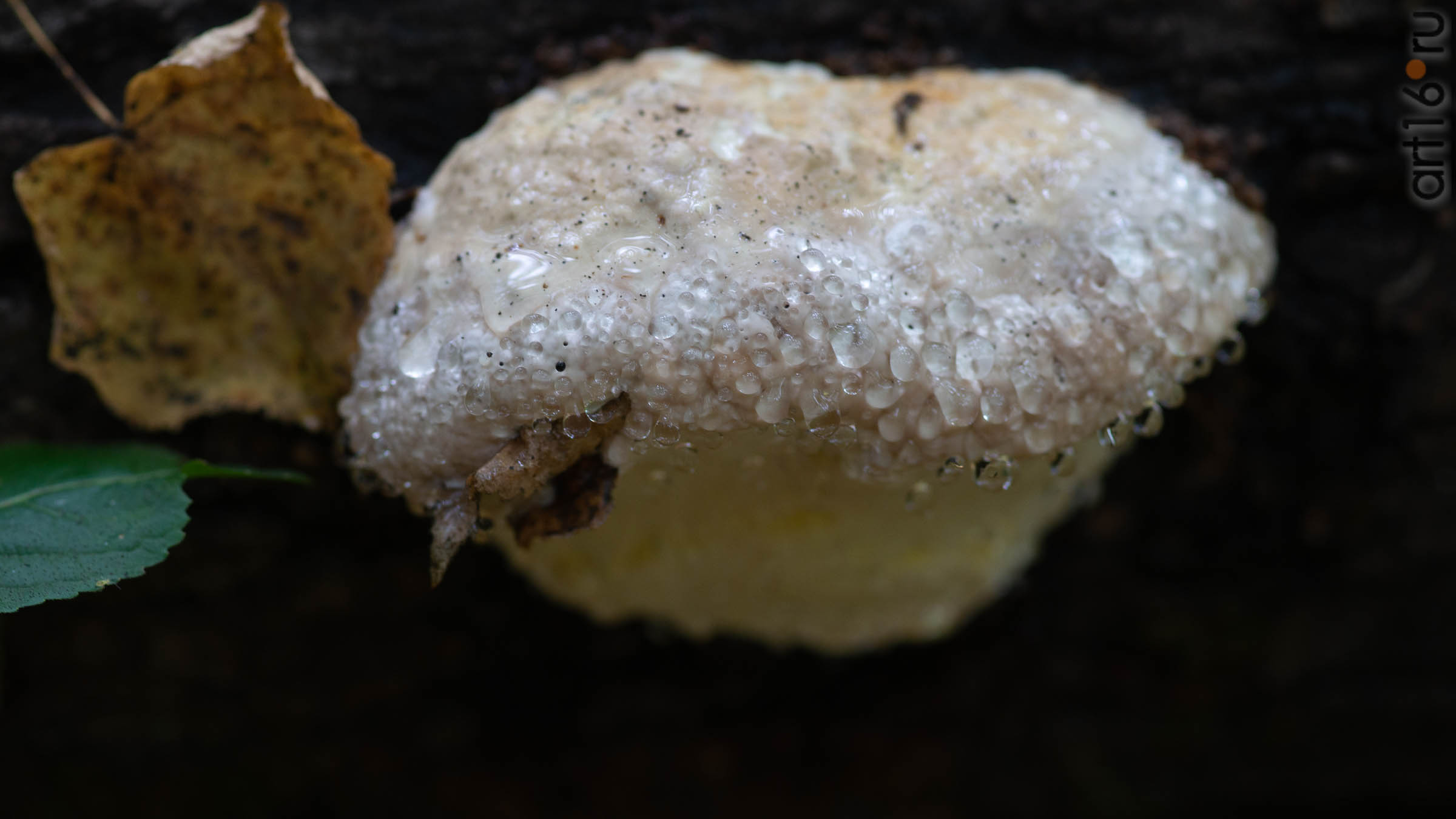 ::20190917. Природа