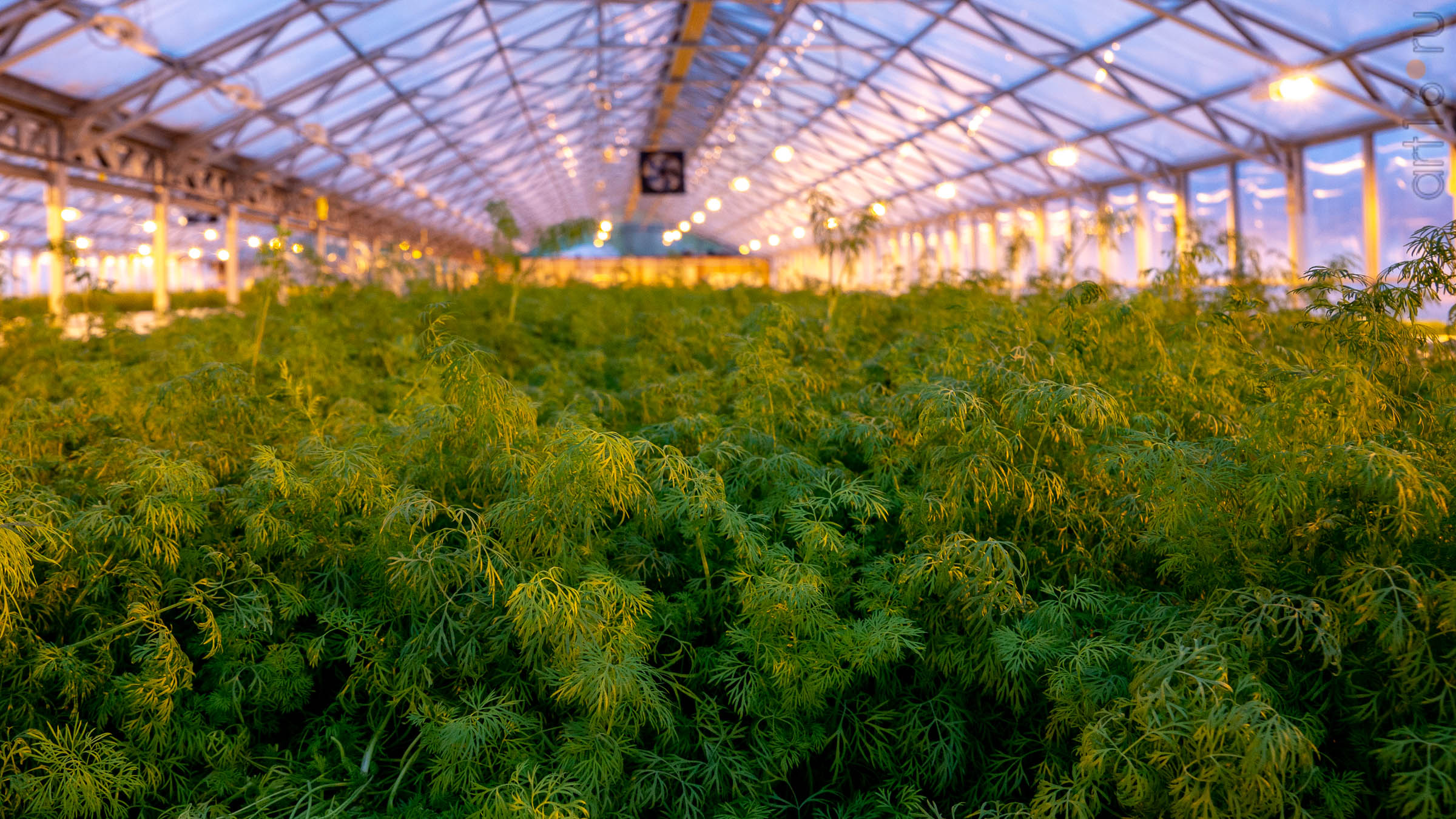 ::20200114 Теплица