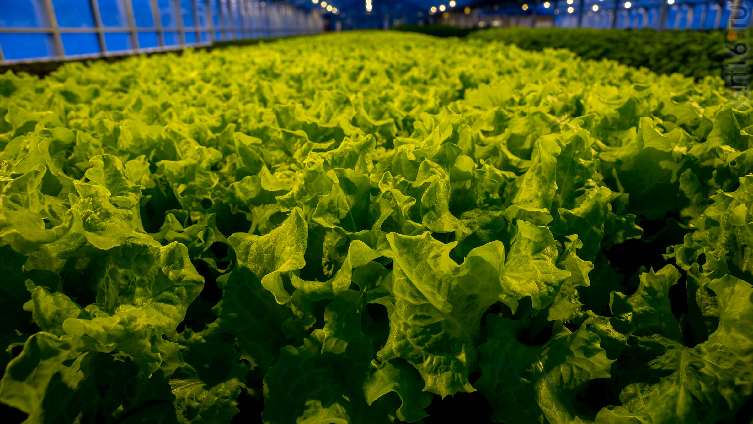 ::20200114 Теплица