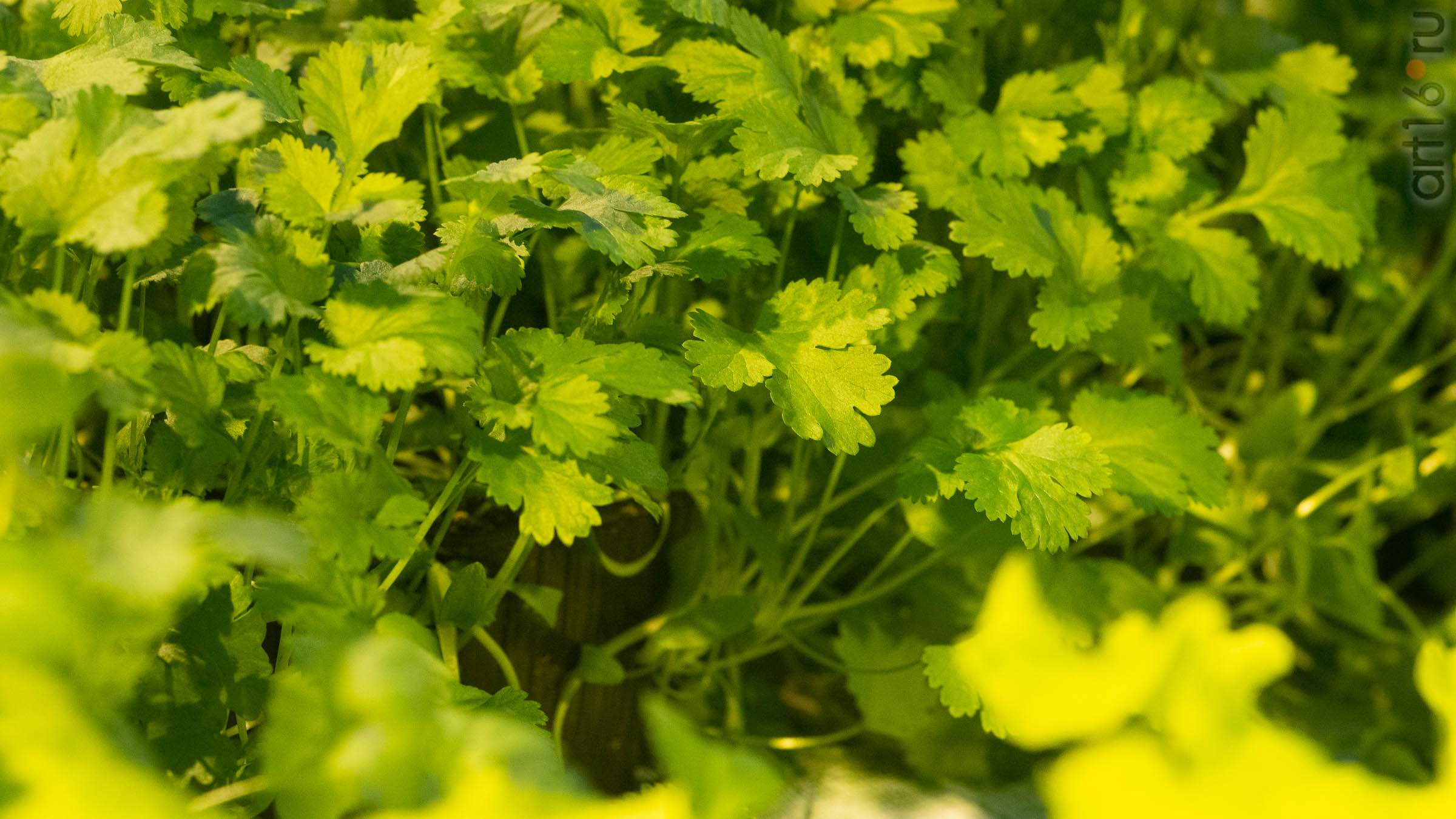 ::20200114 Теплица