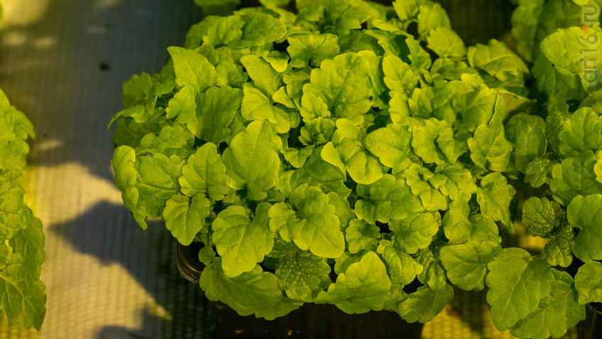 ::20200114 Теплица