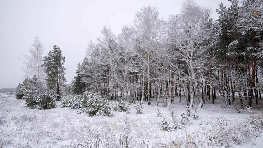 ::Балашов. Зимние пейзажи - 2020