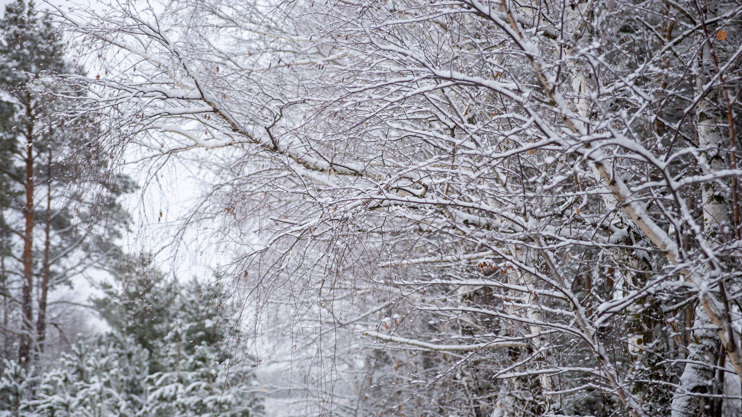 ::Балашов. Зимние пейзажи - 2020